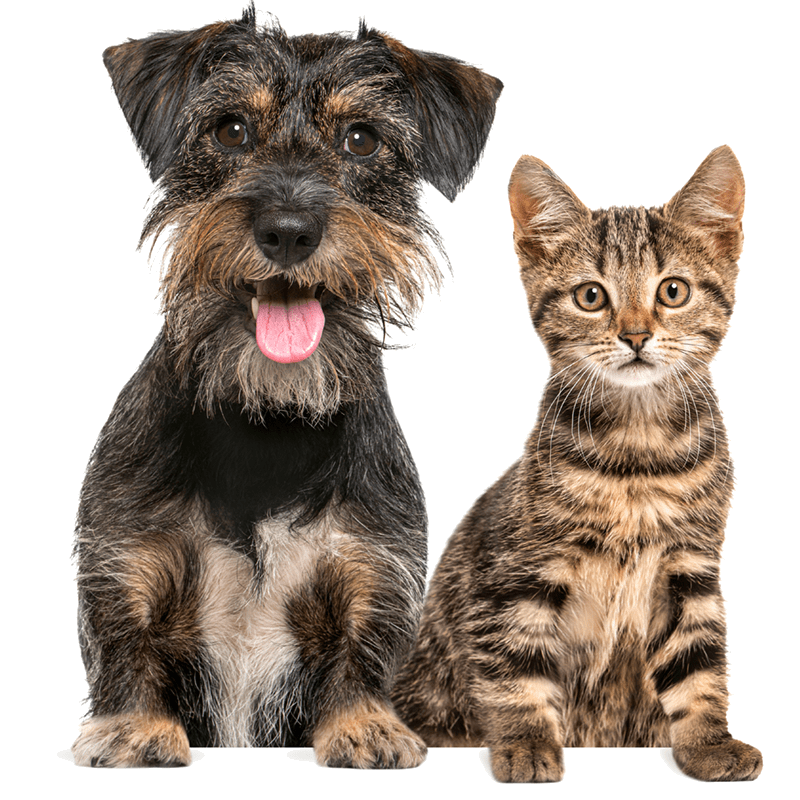 Dispensador Alimento Mascotas Smart – SDAENXDMS242 – Enxuta
