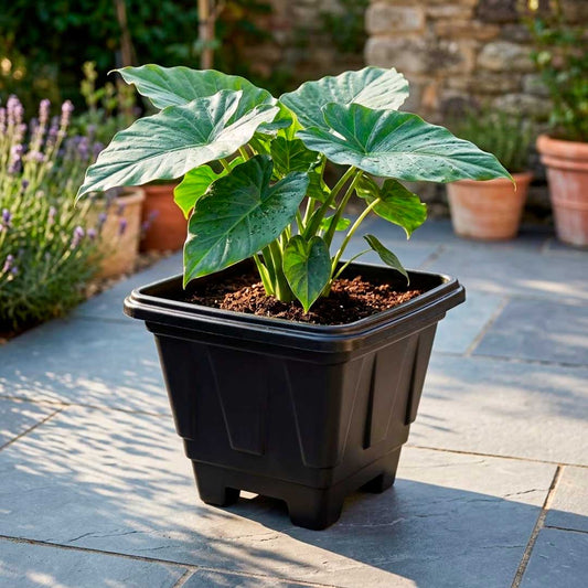 MACETA CUADRADA NEGRA 16LT 32*34CM