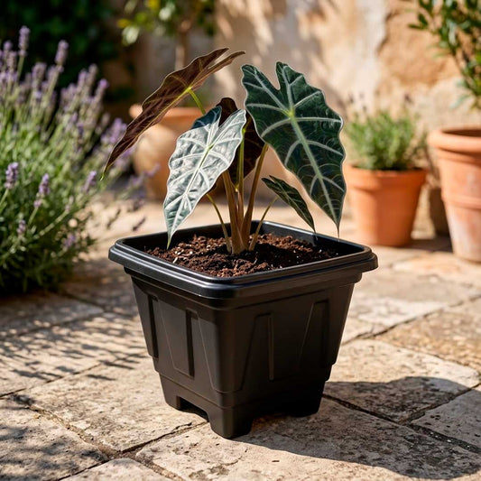 MACETA CUADRADA NEGRA 6,4LT 23*25CM