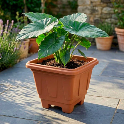 MACETA CUADRADA TERRACOTA 16LT 32*34CM