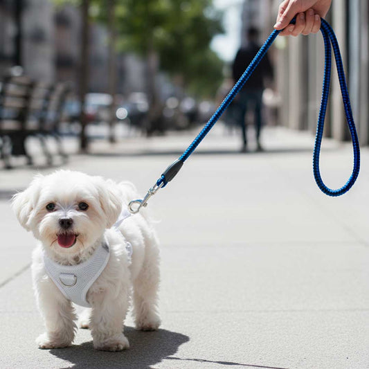 CORREA 1.20 MTS 12MM DE PASEO PARA PERRO LH-1565