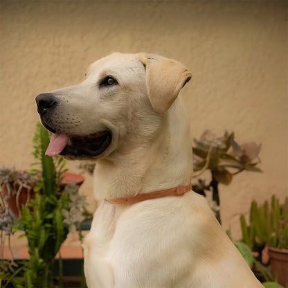 COLLAR REPELENTE NATURAL P/ PERROS DENUCIO 2400
